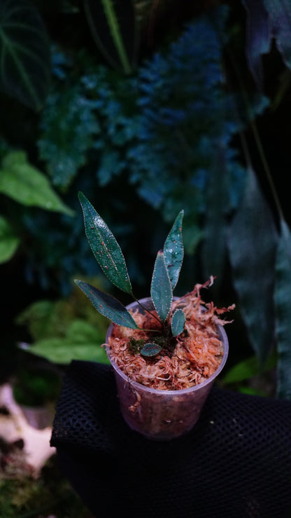 selliguea albidosquamata