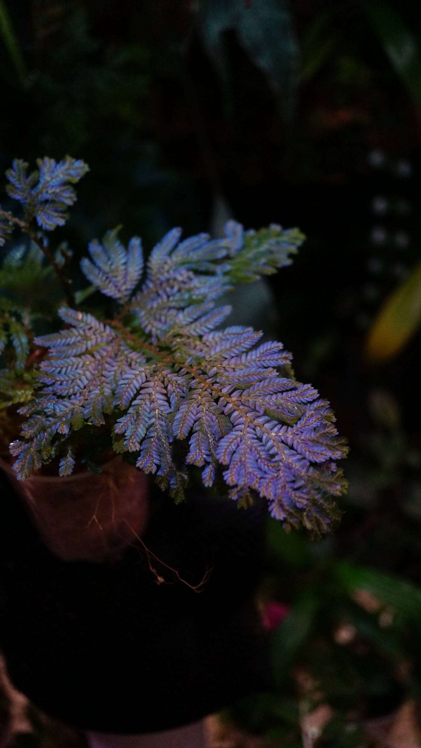 Selaginella wildenowii big