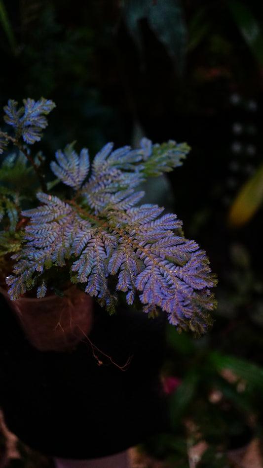 Selaginella wildenowii big