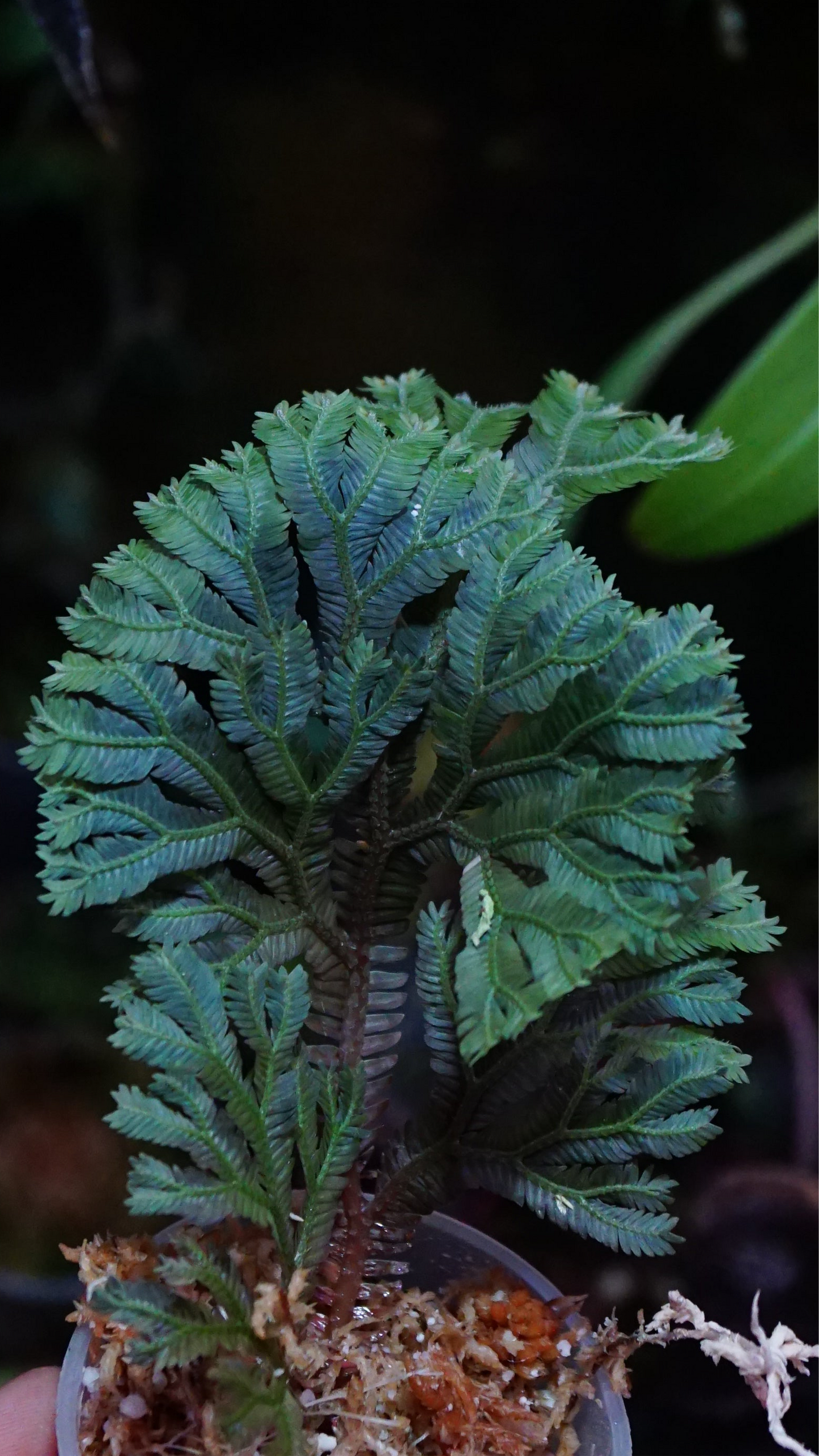 Selaginella intermédia