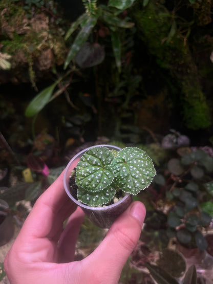 Bégonia ocellata