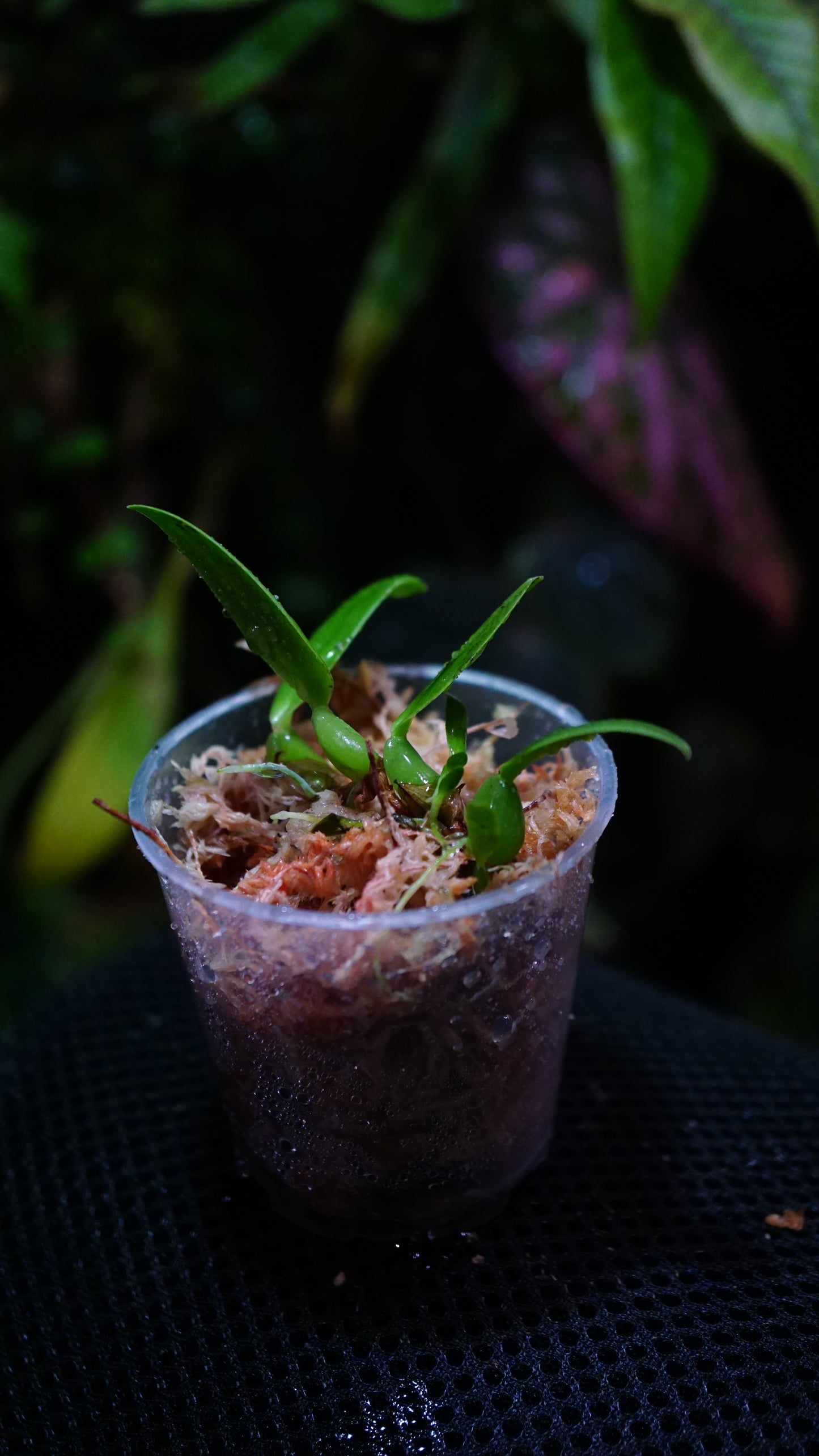 Bulbophyllum sp barbigerum