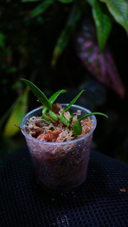 Bulbophyllum sp barbigerum
