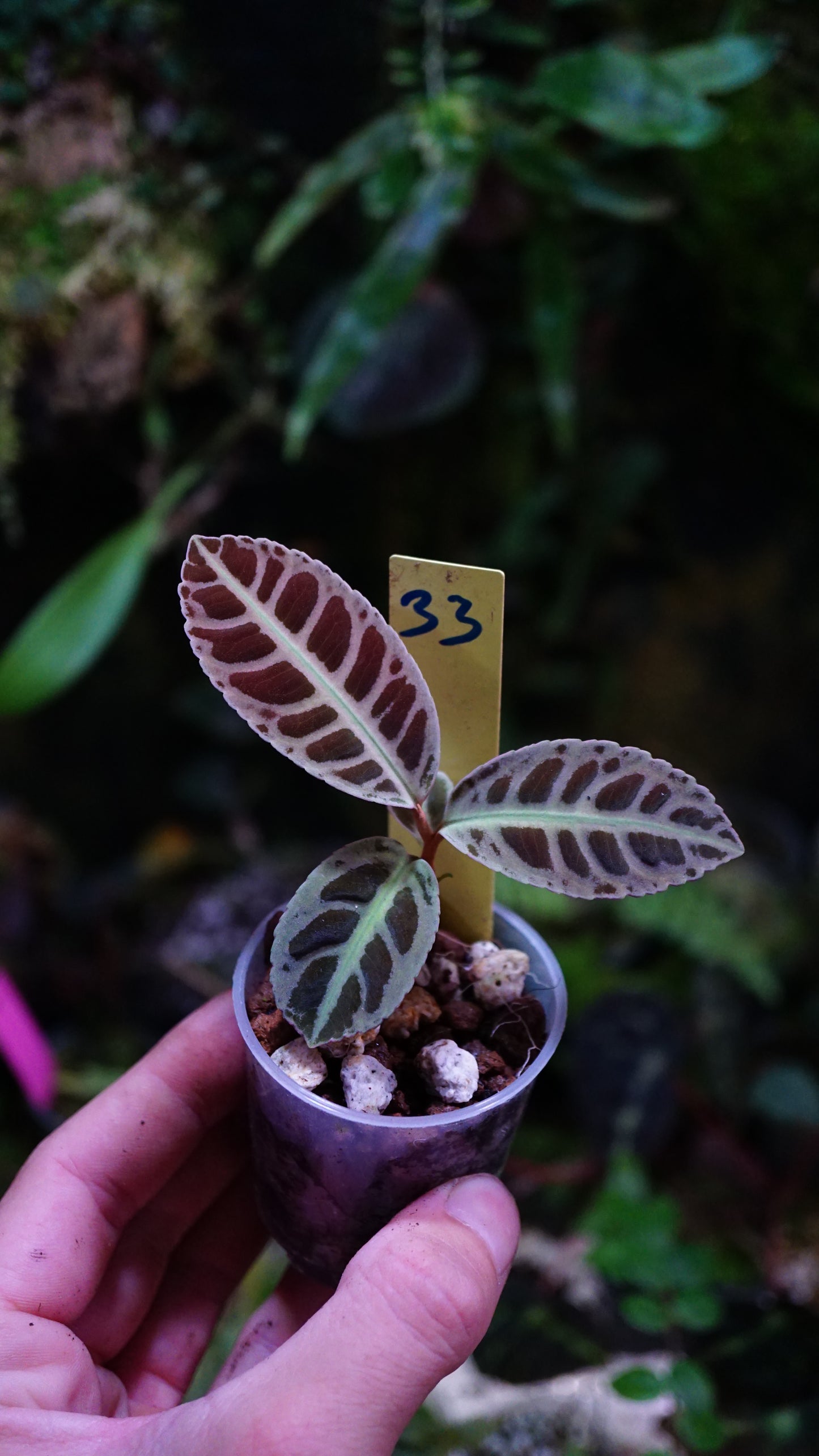Emblemantha ( labisia ) N 33