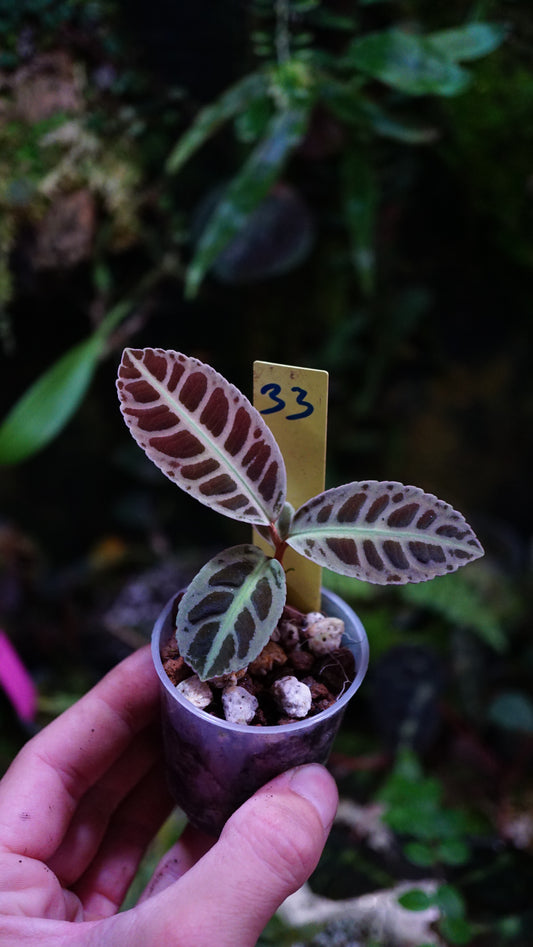 Emblemantha ( labisia ) N 33