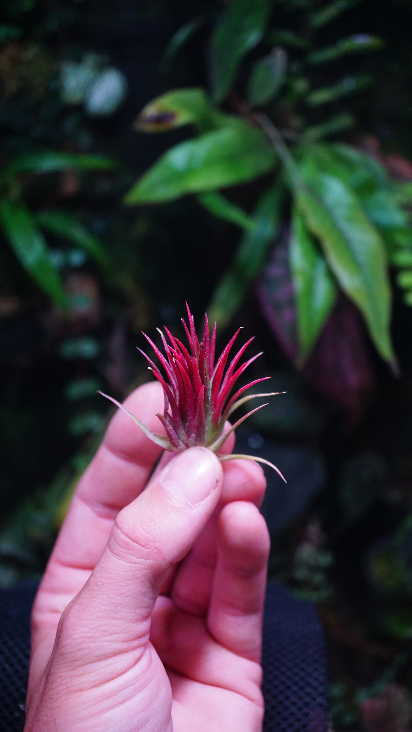 Tillandsia fuego