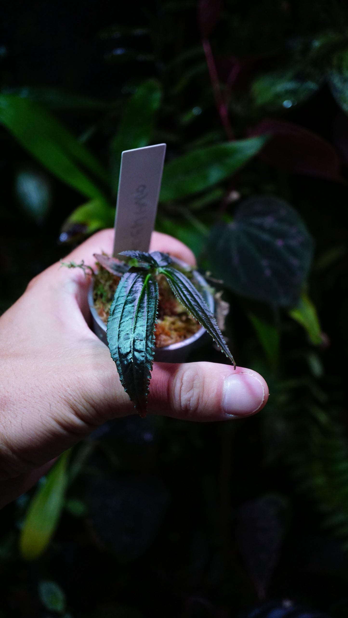 Triolena sp