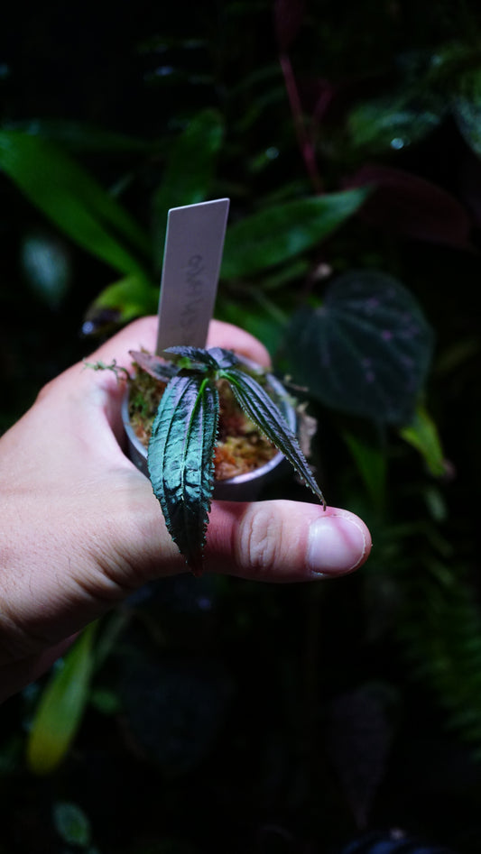 Triolena sp