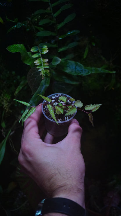 Begonia pteridiformis green