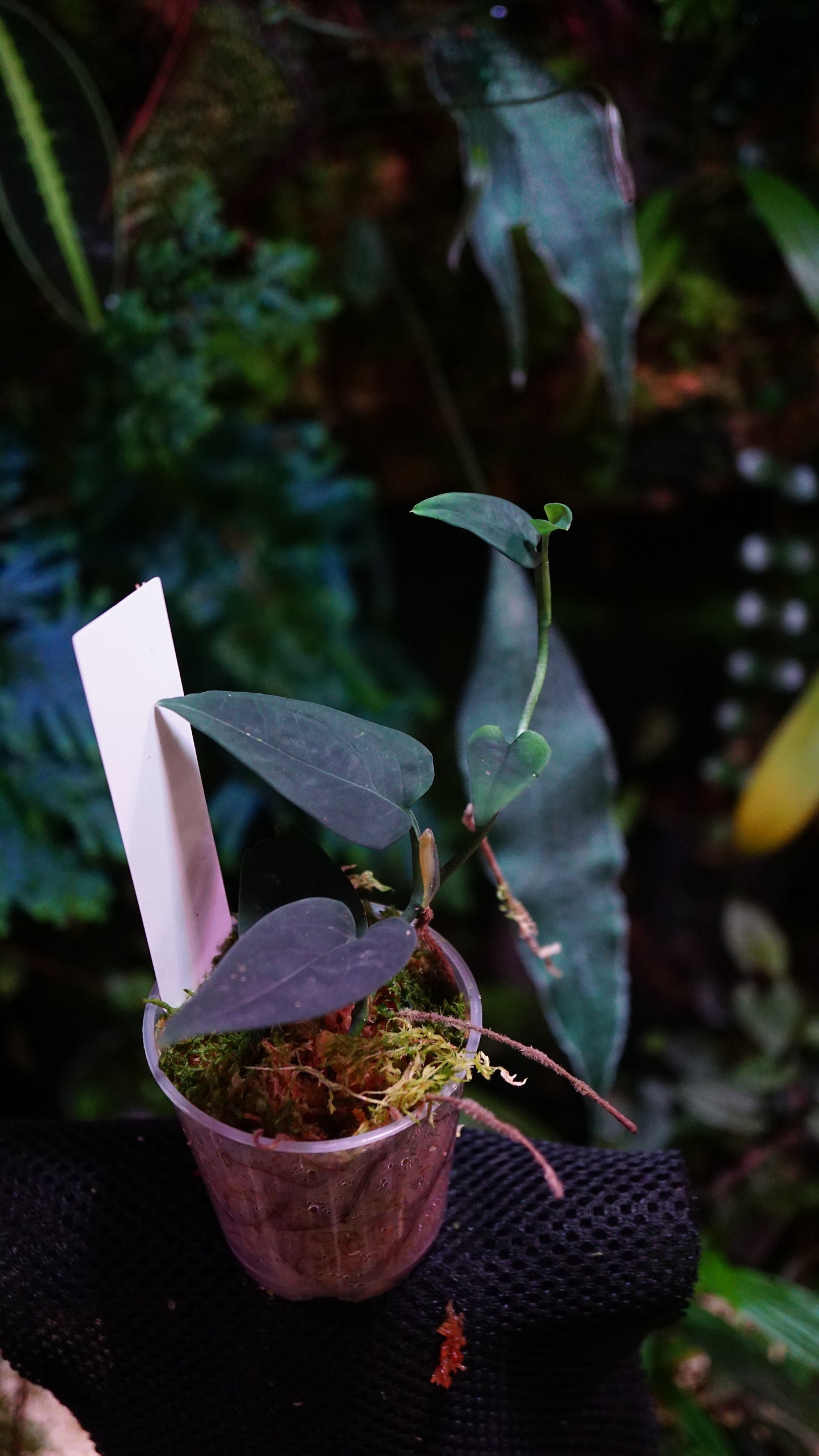 Anadendrum calcicola ( dark form )