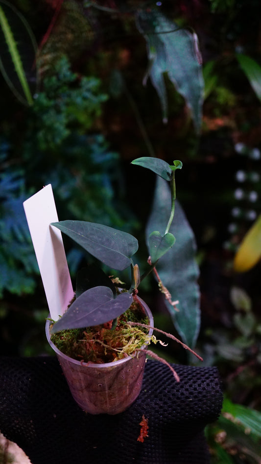 Anadendrum calcicola ( dark form )