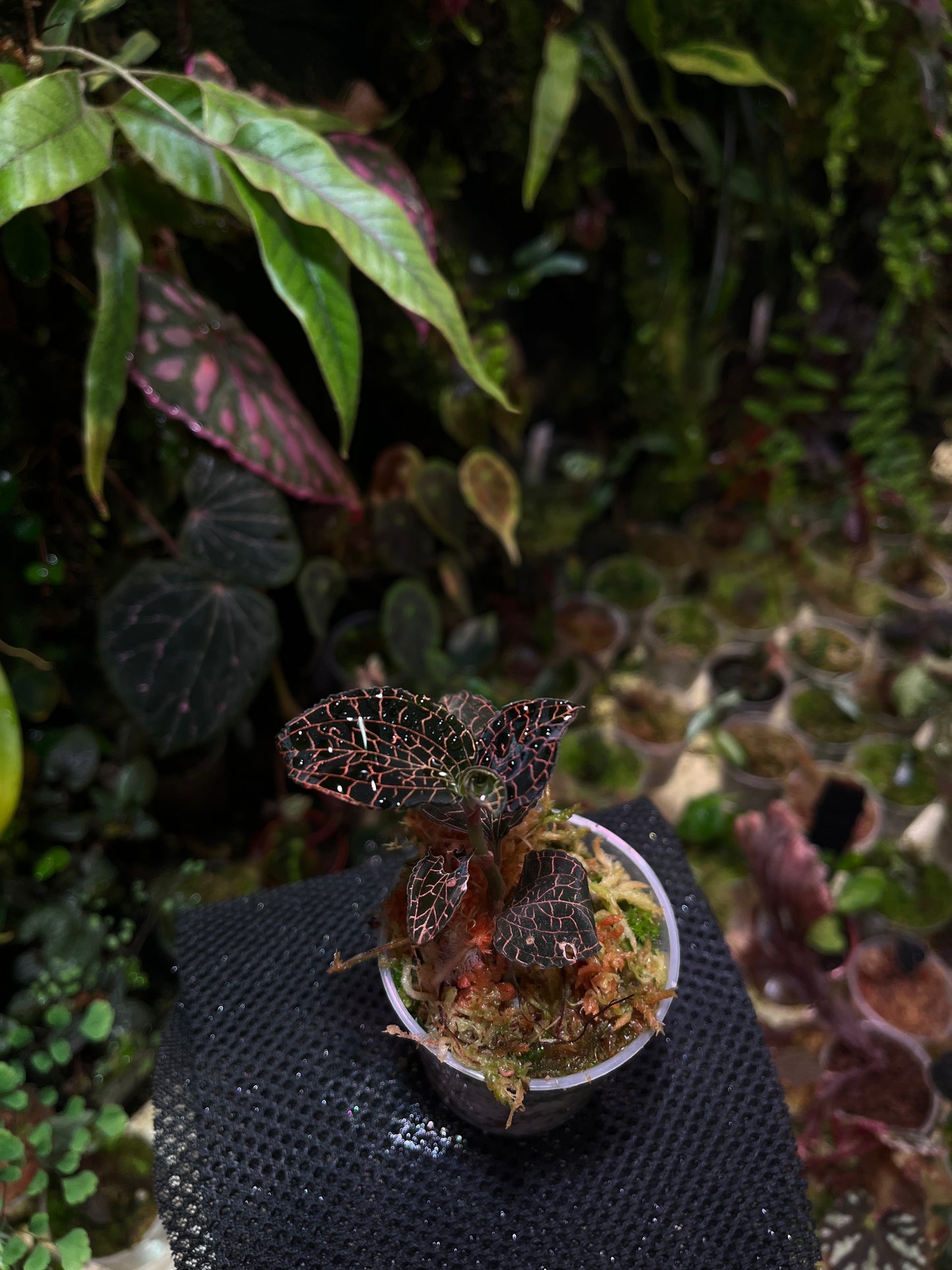 Anoectochilus annamensis