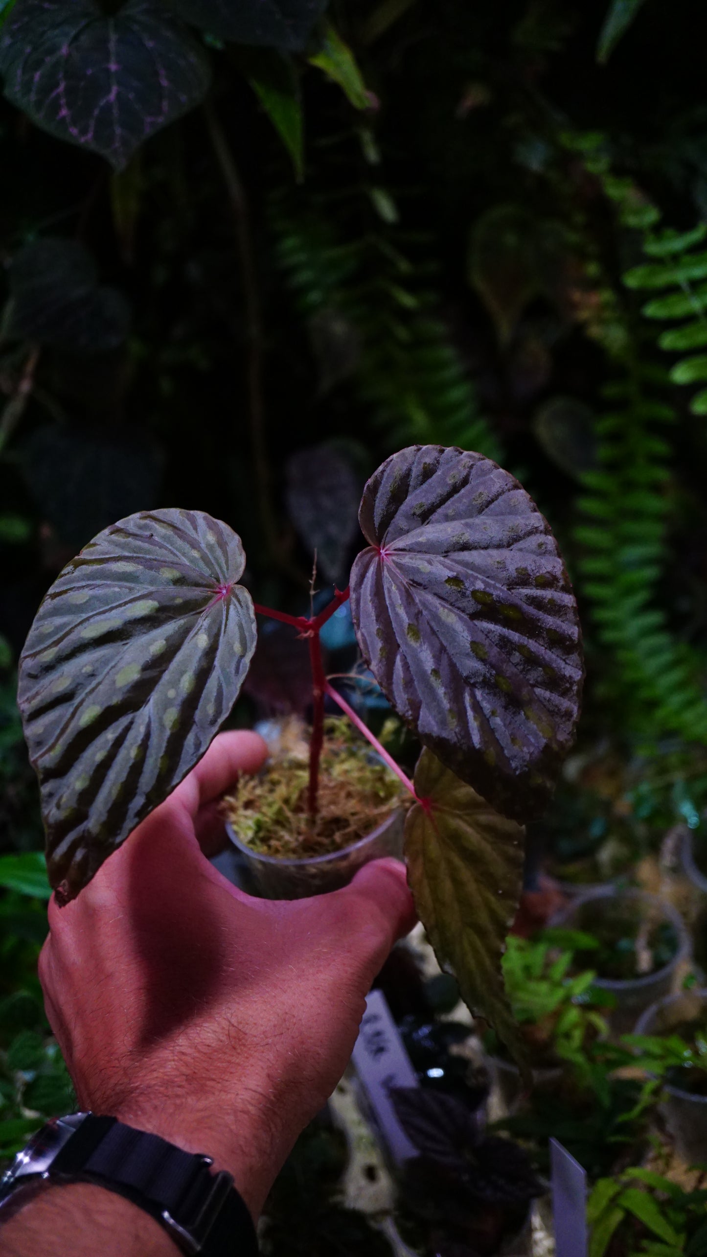 Bégonia chlorosticta x kapuashuluensis
