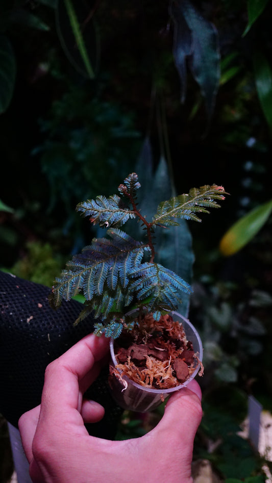 Selaginella sp megalura