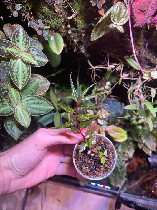 Begonia pteridiformis dark