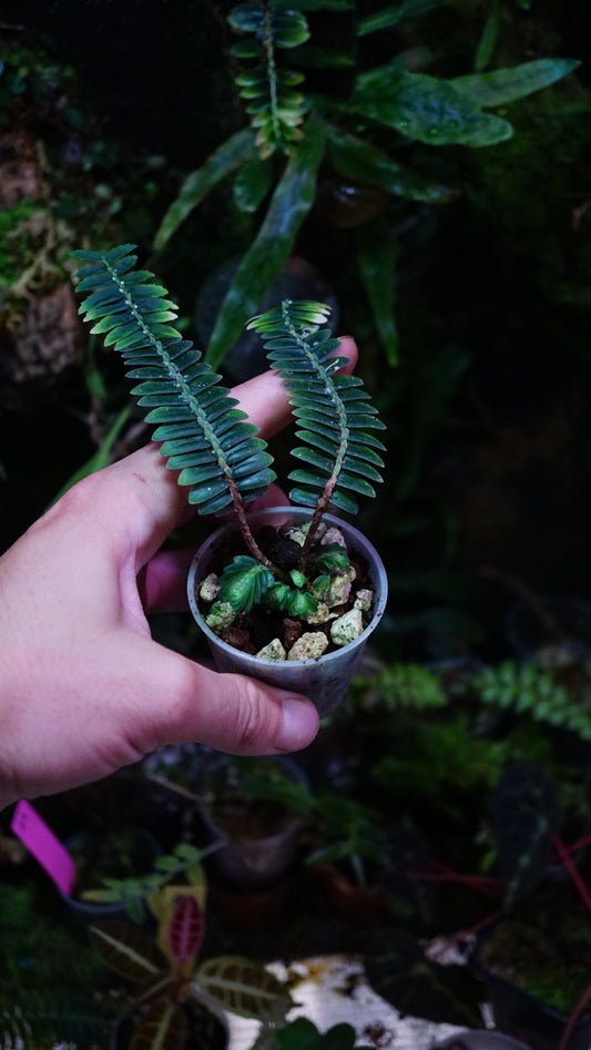 Elastostema salvinoides