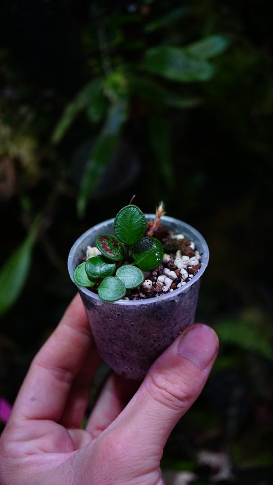 Selliguea metacoela