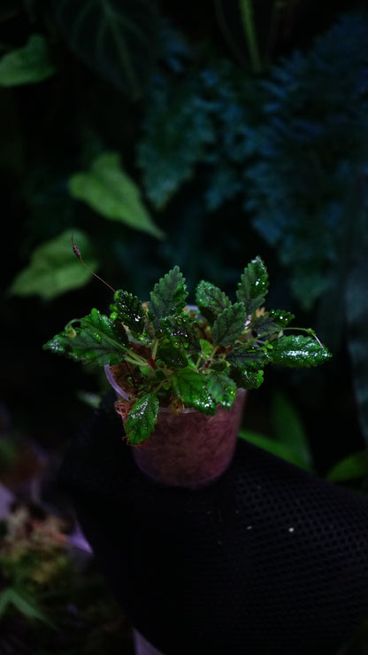 Sinningia muscicola