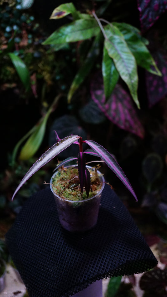 Emblemantha-Schildkrötenrücken (Labisia) N 20