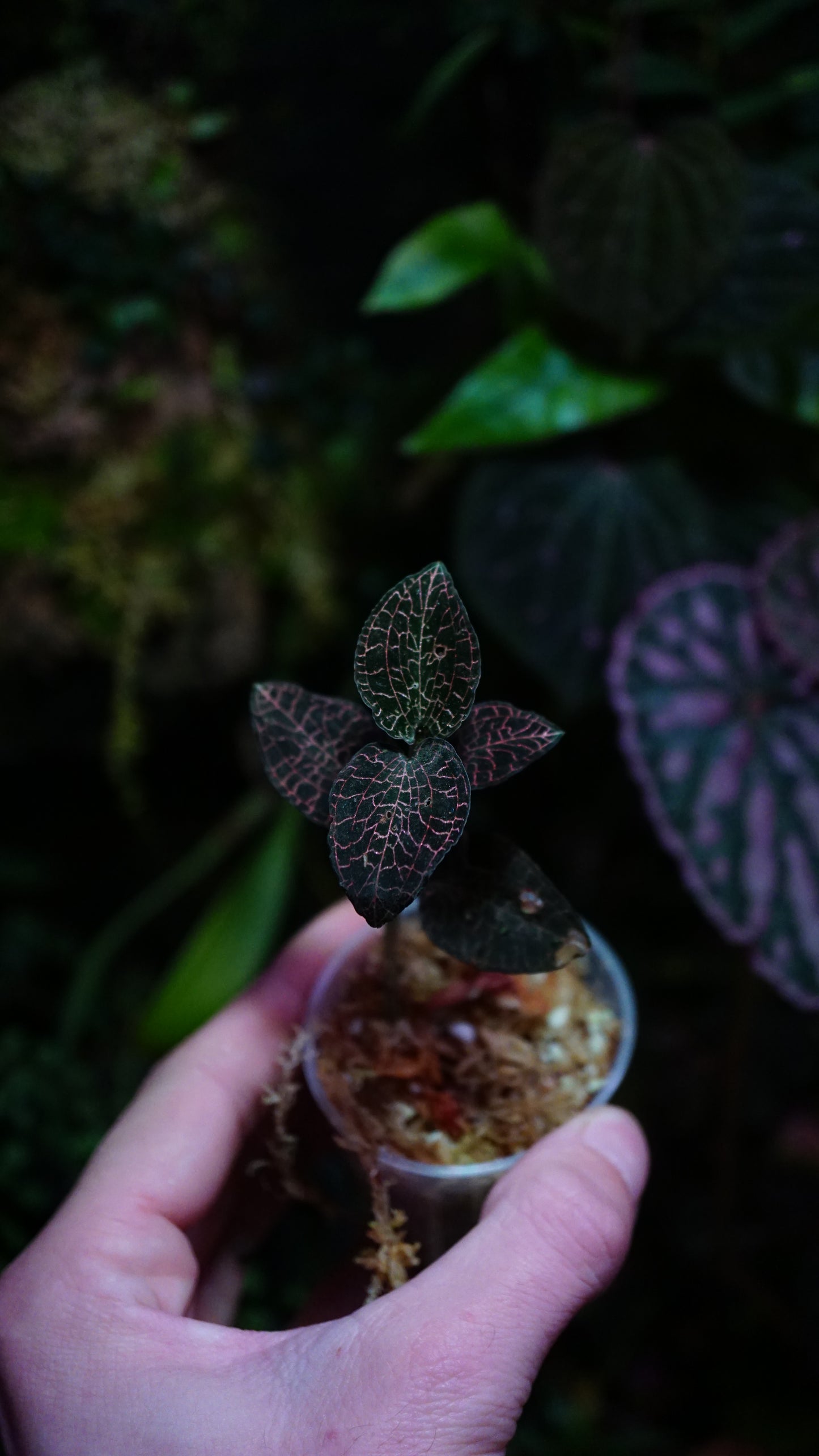 Anoectochilus annamensis