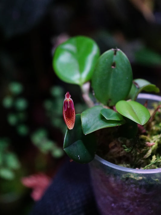 Restrepia cymbula