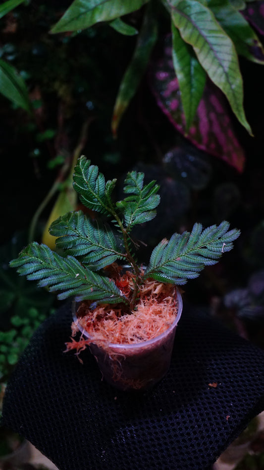 Selaginella sp Indonesia blue