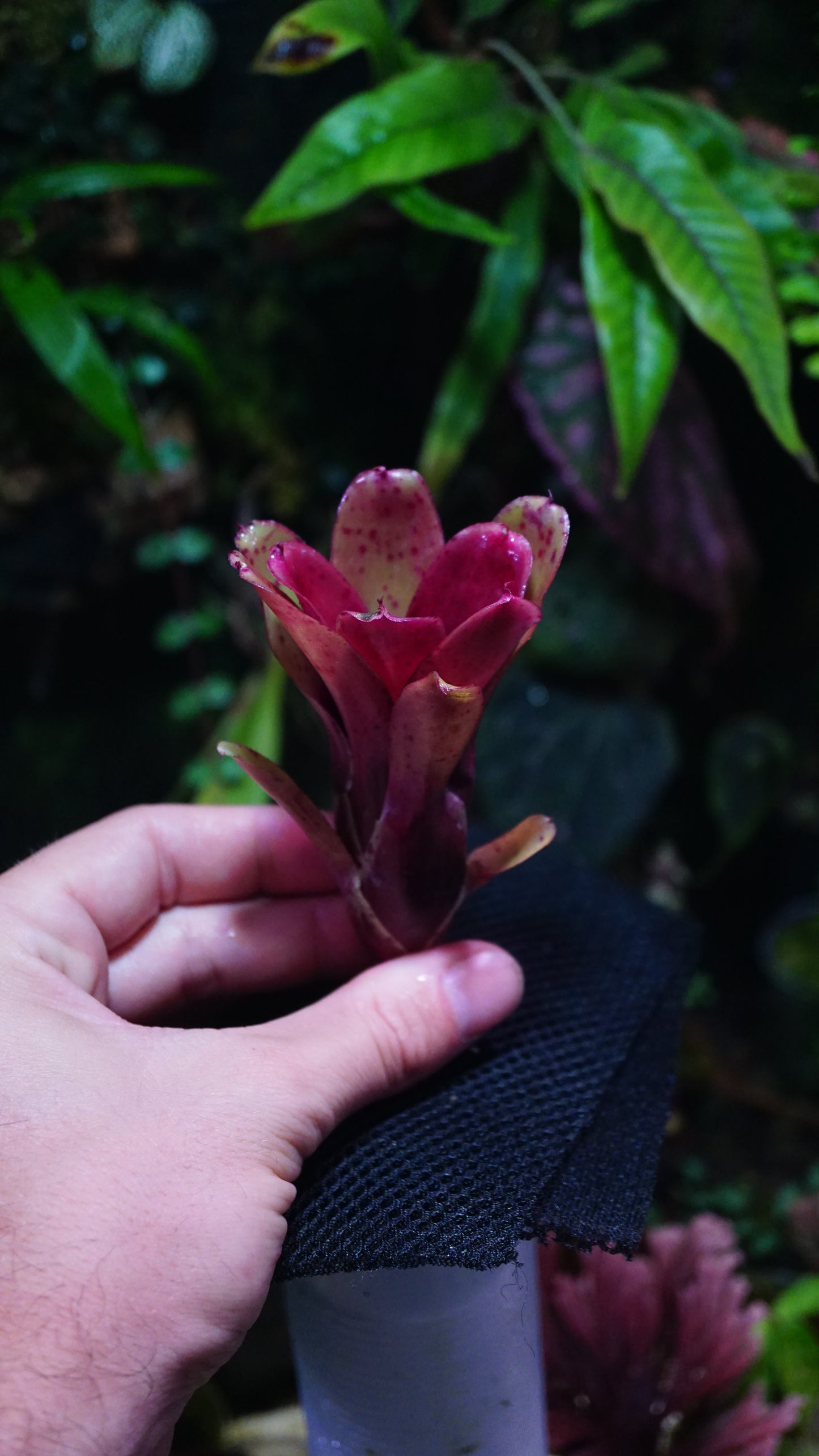 Neoregelia chiquita