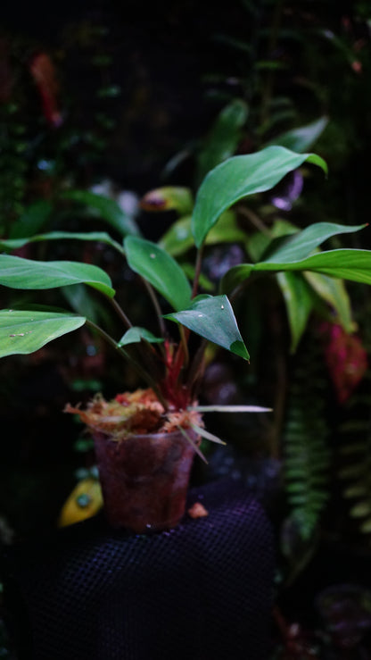 Homalomena Green