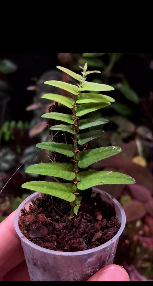 Ficus sp