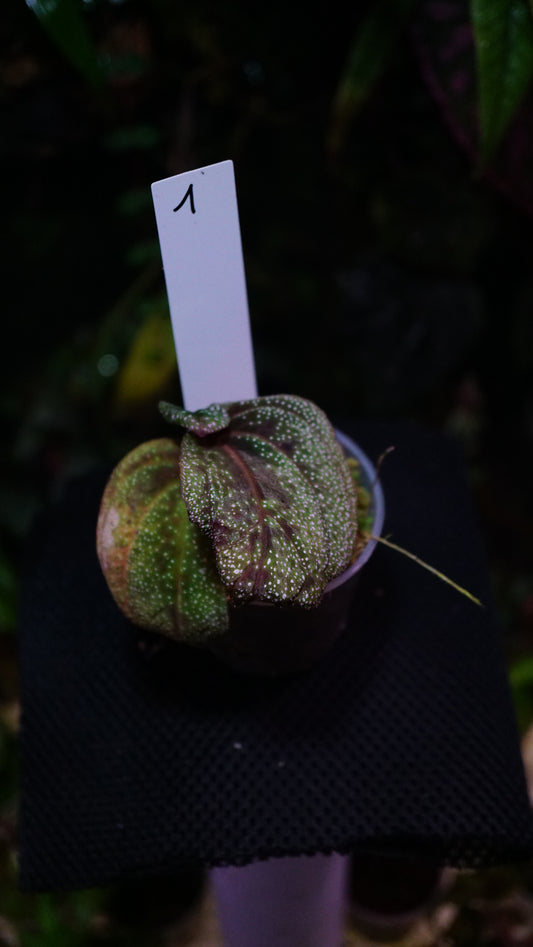Sonerila ( eggshape ) 1