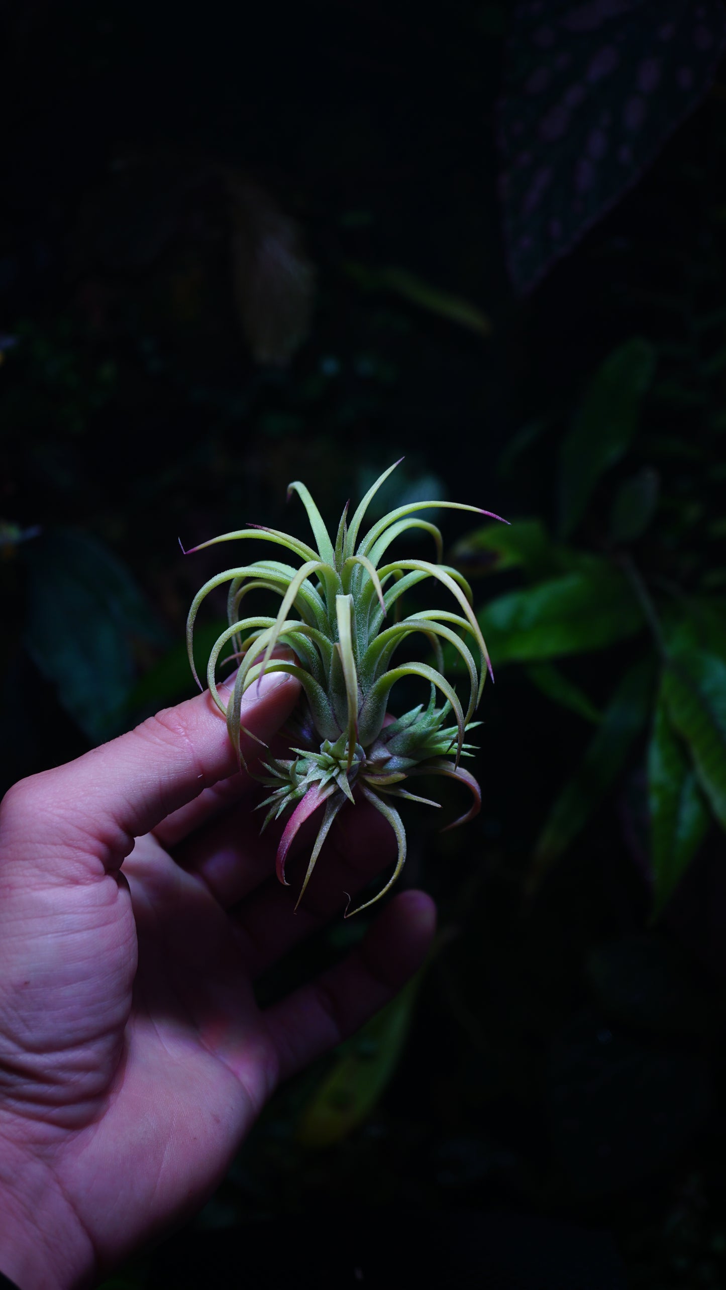 Tillandsia ionantha curly