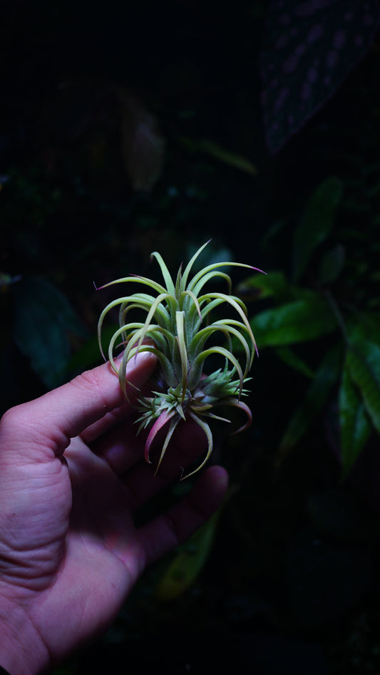 Tillandsia ionantha curly