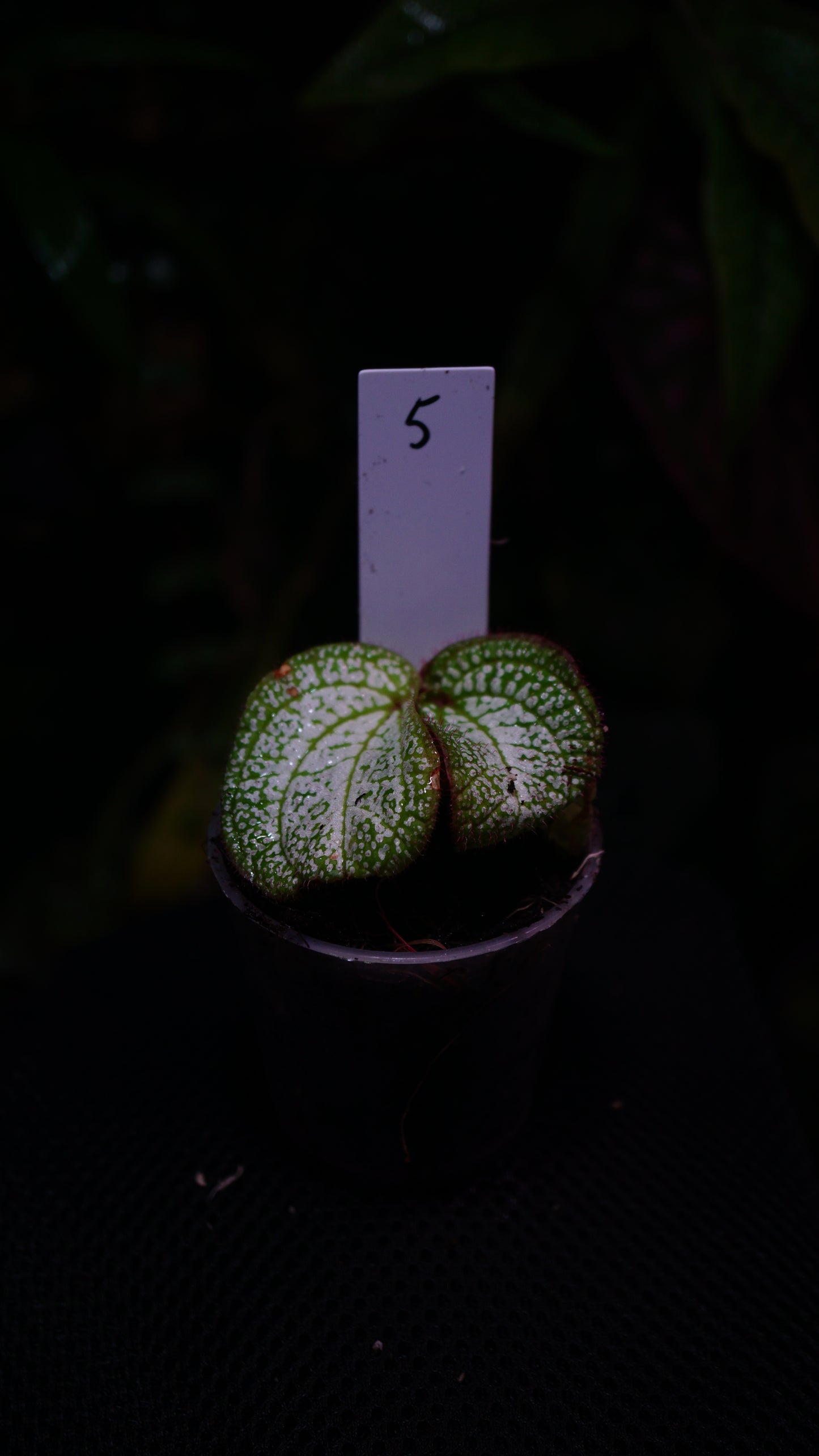 Sonerila sp n5