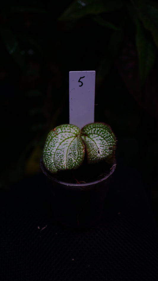 Sonerila sp n5