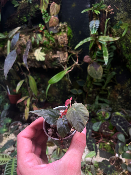 Bégonia pavonina cyan