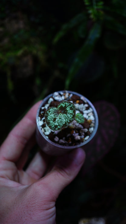 Bégonia curtisii ( krabi form  )