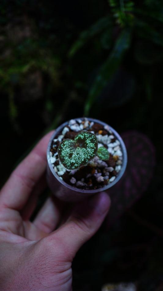 Bégonia curtisii ( krabi form  )