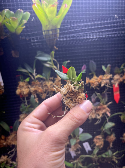 Restrepia cymbula
