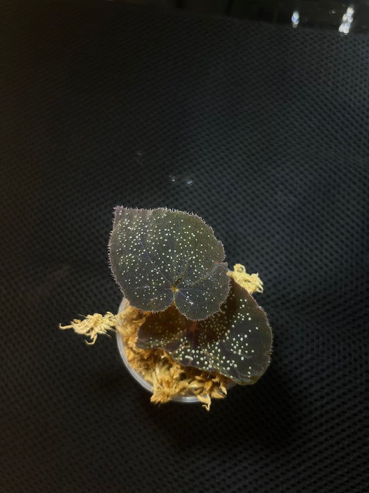 Bégonia curtisii
