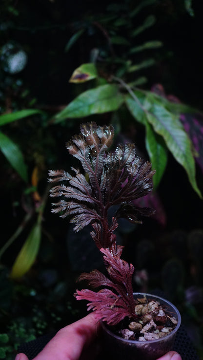 Selaginella sp ( dark species )