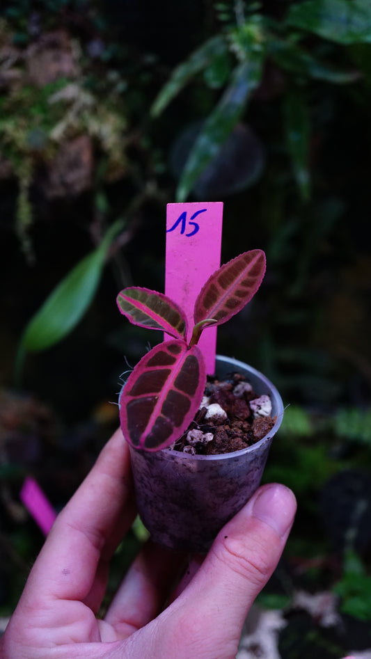 Emblemantha ( labisia ) N15