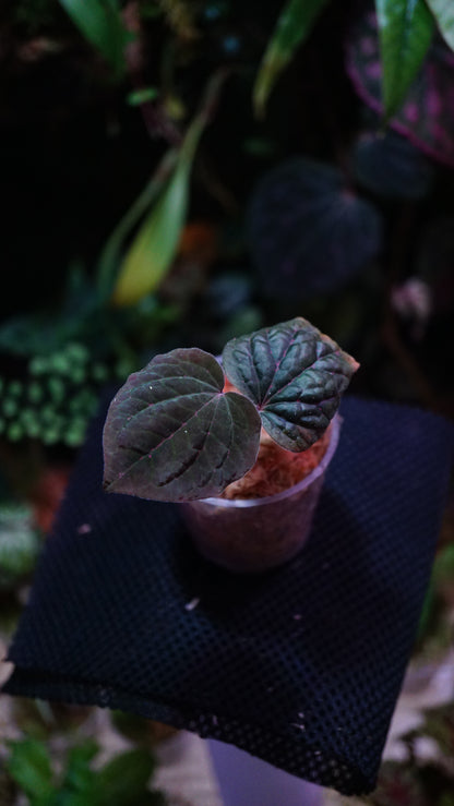Piper sp porphyrophyllum