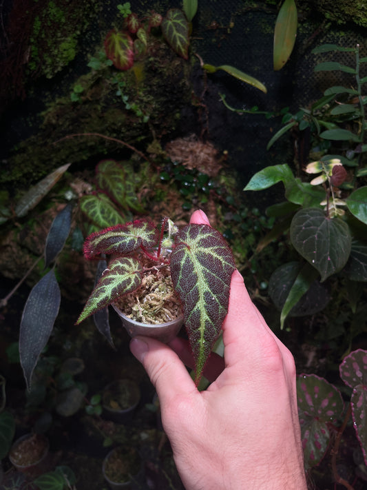 Begonia sp (Sumatra)