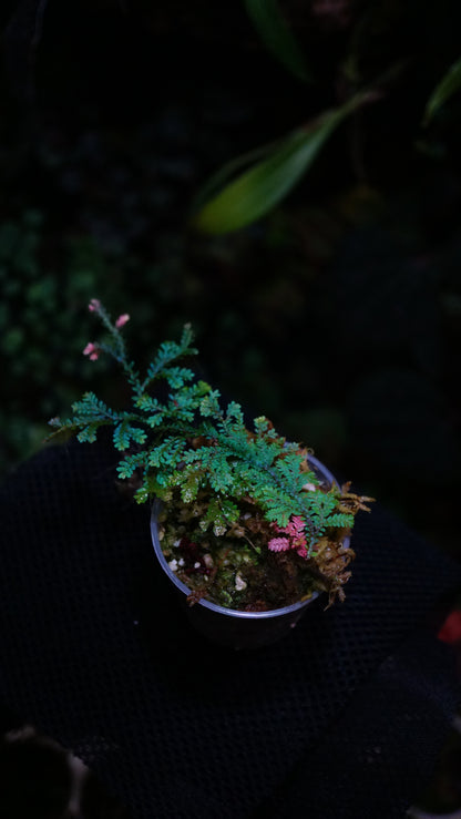 Selaginella uncinata ( deep blue)