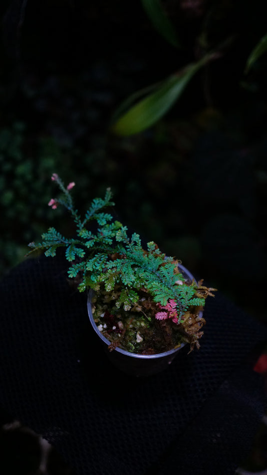 Selaginella uncinata ( deep blue)