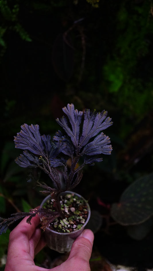 Selaginella sp ( dark species )