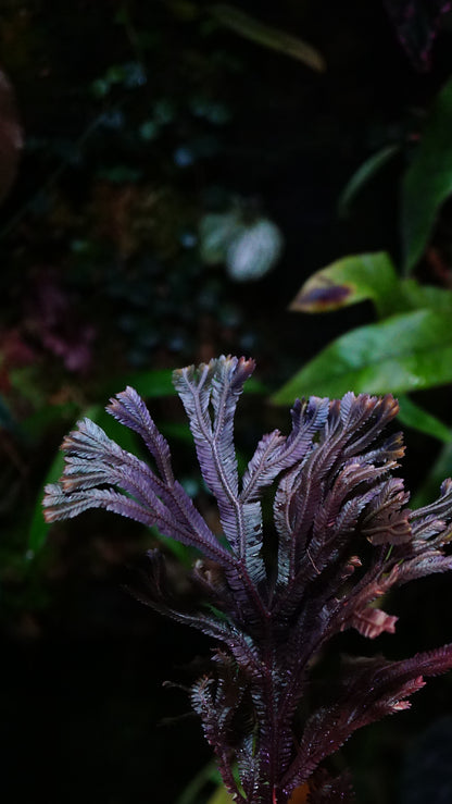 Selaginella sp ( dark species )