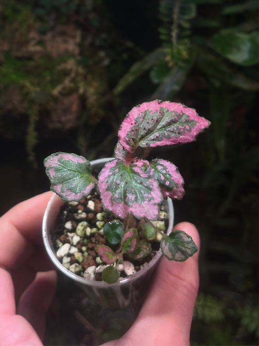 Bégonia fulvovillosa