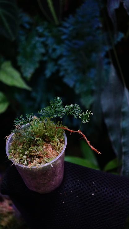 Davalia parvula