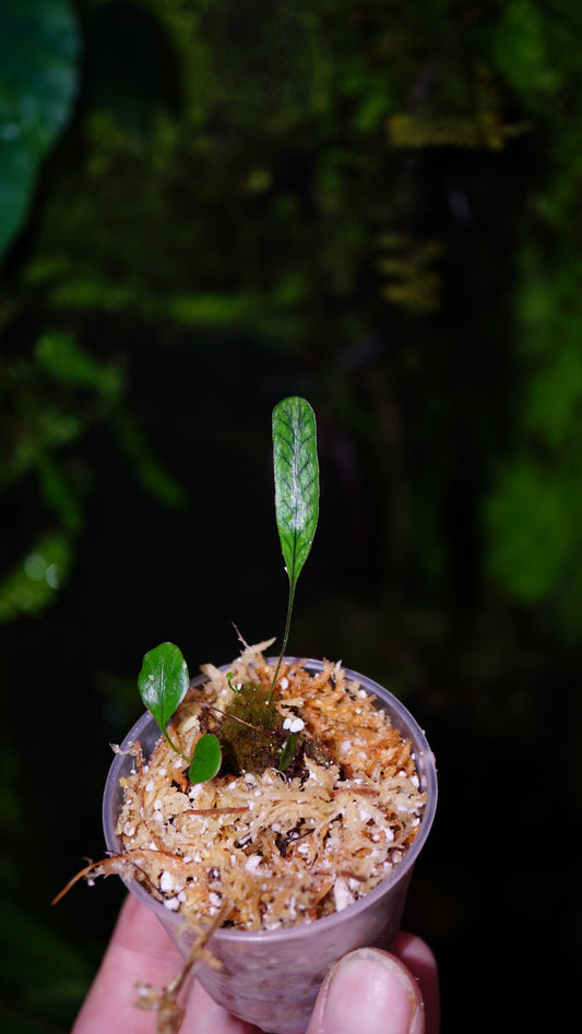Fougère sp ( pyrosia ?)